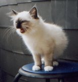 Gyzzy mit 3 Monaten auf dem Balkon, wie immer hungrig nach Essen am rufe