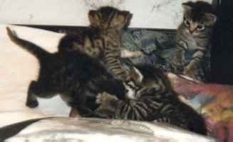 Der ganze Haufen beim Raufen