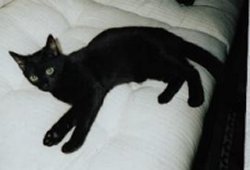 Havanna auf dem Sofa