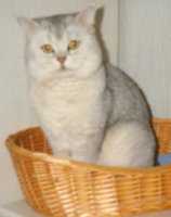 Henri's Schlafkrbchen