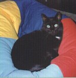 Howard in seiner Kuschelecke