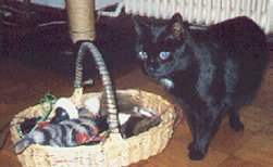 Howard auf der Suche nach Spielzeug