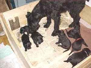 Se kleine Hundebabys