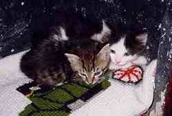 Die Zwerge als Babys