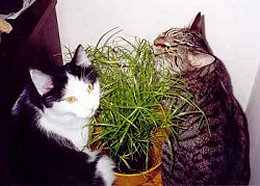 Um das Katzengras versammelt