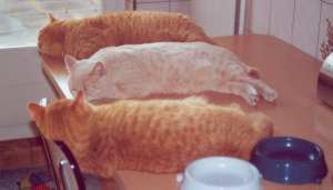 vorne Indra, Mitte Nesha und hinten Evita