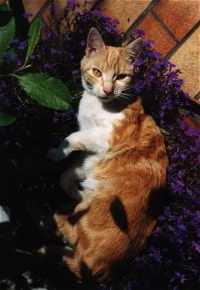 Ivy auf Blumen gebettet