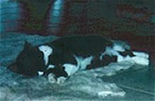 Janosch auf einem kuscheligen Fell