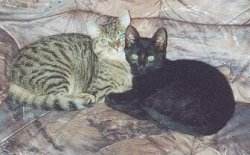 Eintrchtig auf dem Sofa