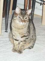 Jeany, ca. halbes Jahr alt