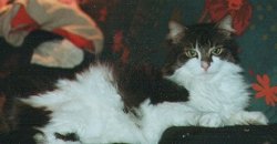 Jonathan Othello Drselmeier