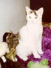 Josie: Oooohhh Fotos, seh ich auch gut aus? Ich bin das Knuddelmonster!!