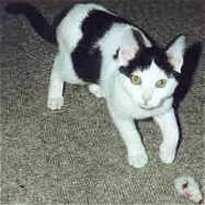 Jule beim Erlegen der Spielzeugmaus