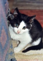 Kandinsky in jngeren Jahren