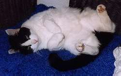 Katerle, der Faulpelz