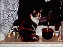 Kitty mit dem Blick in die dunkle Nacht