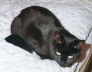 Kri-Kri lauert auf dem Bett