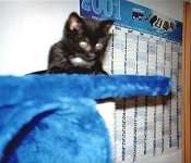 Kyara auf ihrem Kratzbaum