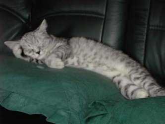 Hallo ich heie Kyara