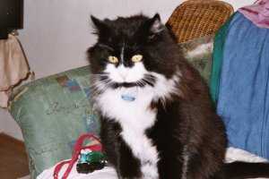 Larry, das Unschuldslamm