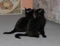 Liza und Muphy beim Betteln