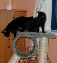 Liza und Muphy auf dem Kratzbaum