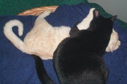 Ich halt dich fest, Lion!