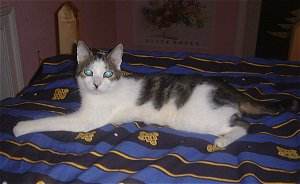 Linus, der alte Piesler, auf dem Bett