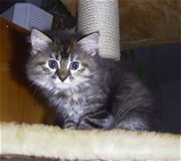 Hier ist das Vgelchen, Lisa!