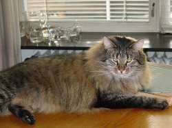 Lwe in seiner ganzen Pracht