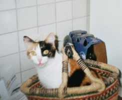 Lorchen im Einkaufskorb