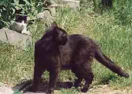 Luna und Gati in der Wiese