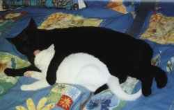 Luna und Kira zusammengekuschelt