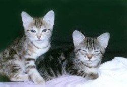 Der Doppelpack:Luna und Sunny