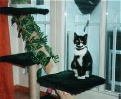 Lucy auf ihrem Hochsitz