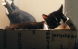 Lukas auf seinem Lieblingspltzchen...na...der Khlschrank