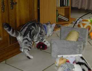 Luna, auf dem Katzenspielplatz