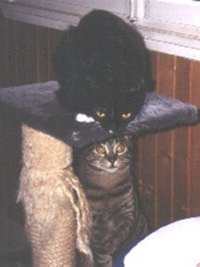 Haben wir den Kratzbaum nicht schn gestaltet?