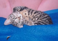 Ach, ist das kuschelig!