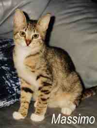 Massimo