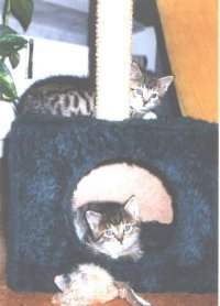 Max und Moritz besetzen den Kratzbaum