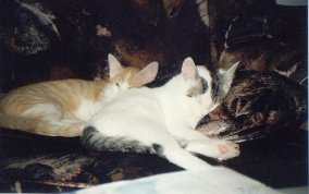 Eintrchtig beisammen