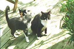 Merlin, SIR Pussy und Nimue NOCH glcklich vereint!