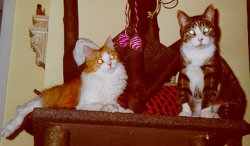 Minou (links) und Nikita