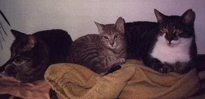 In gemtlicher Dreisamkeit