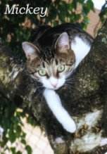 Mickey