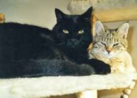 Mikesh und seine Gioia