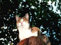 Milli in Wachstellung auf dem Baum