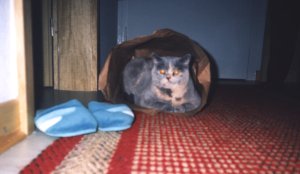 Mimi in ihrer Papierttenhhle