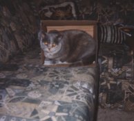 Mimi, diesmal in einer Kartonhhle